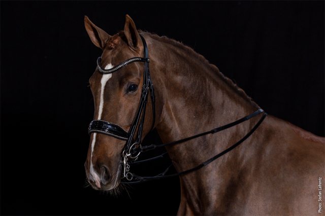 Schockemohle Milan Glam Double Black Patent & Silver Bridle