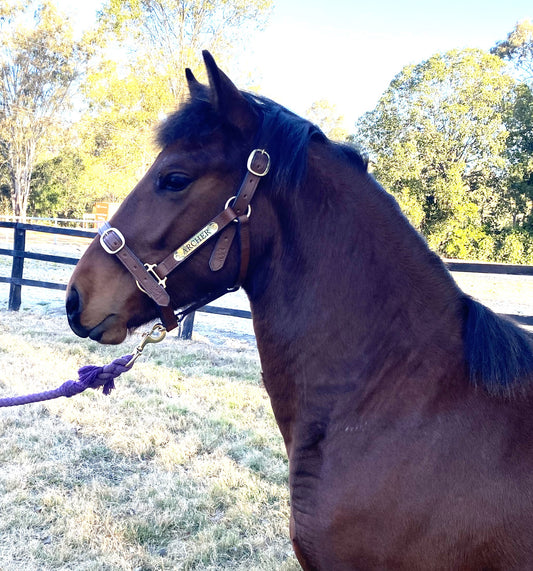 Porter Leather Halter Tan & Brass