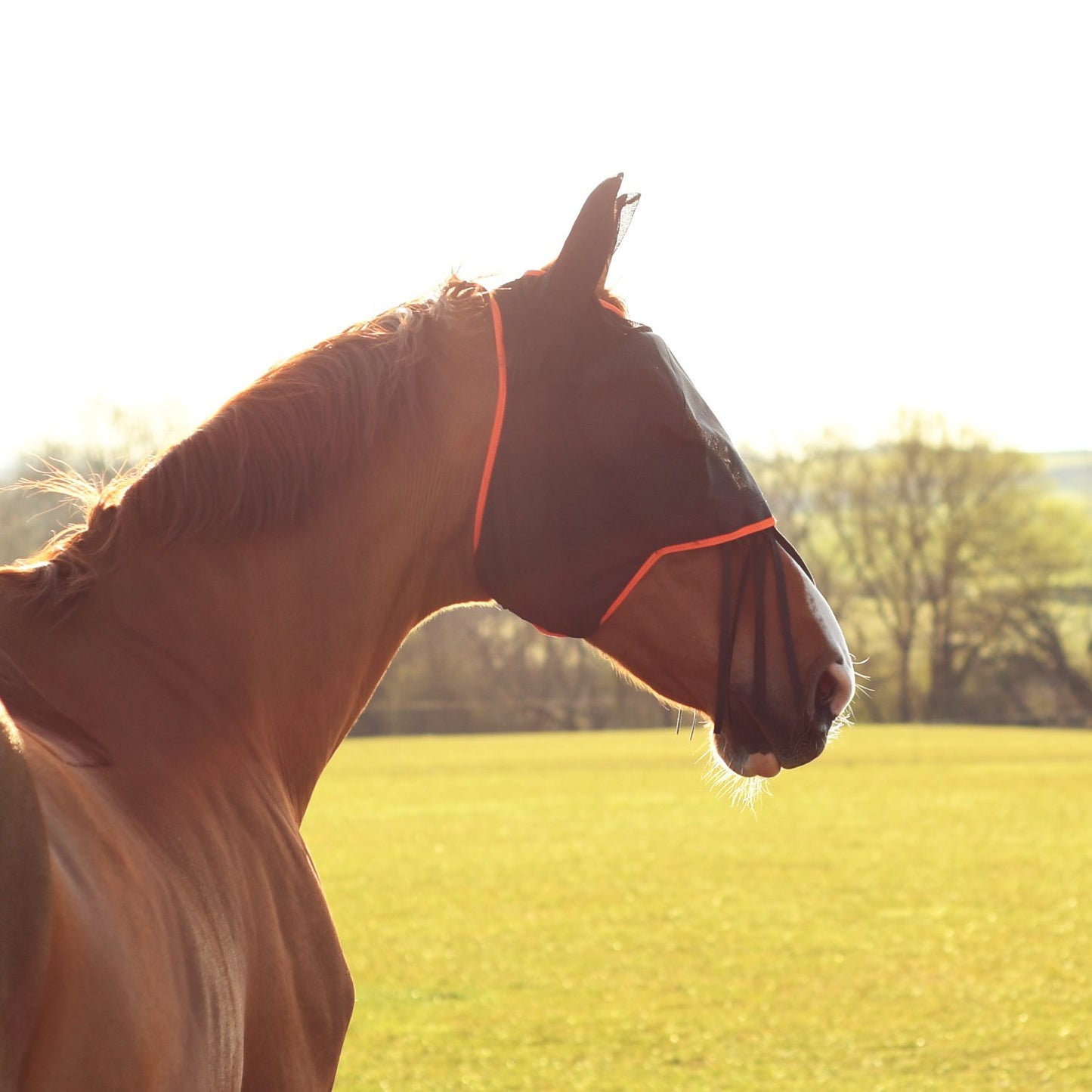 Equilibrium Fly Mask Midi with Ears Black