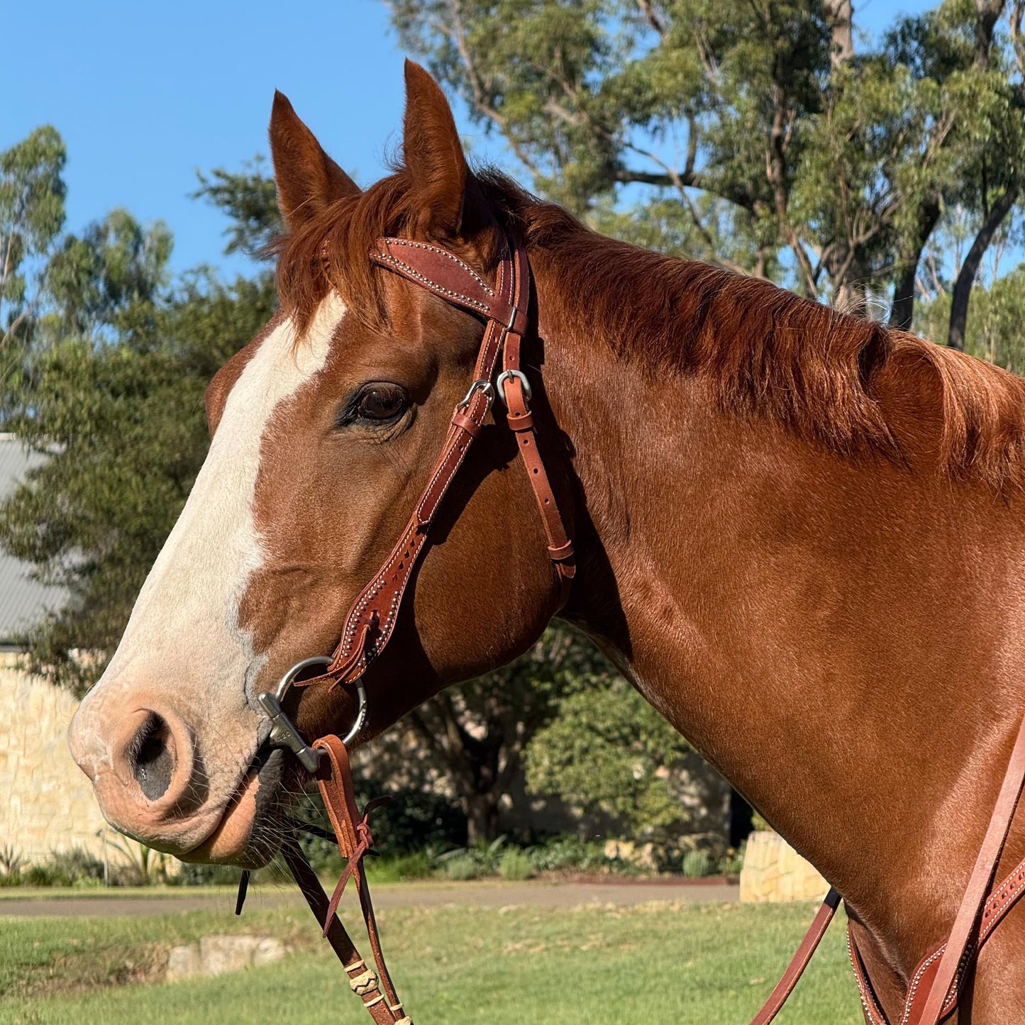 Ezy Ride Bridle Shaped Brown with Lace and Dots Harness Leather