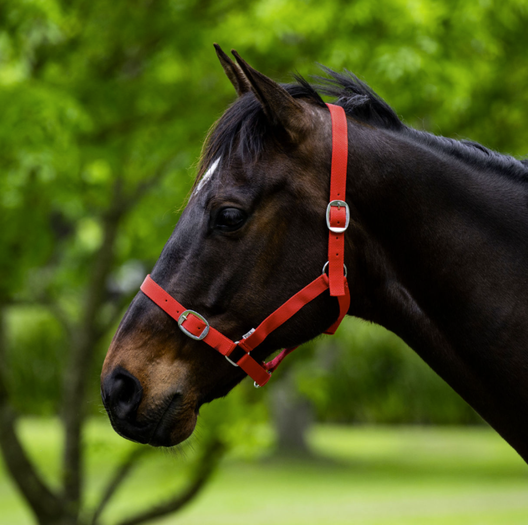 Eureka Essential Halter Red
