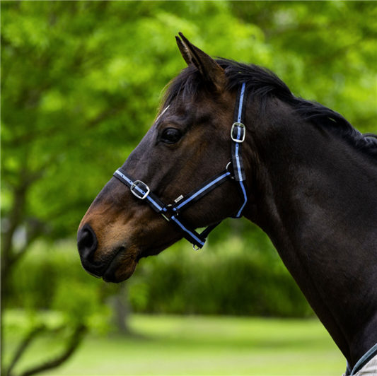Eureka Essential Halter Black & Skye Blue