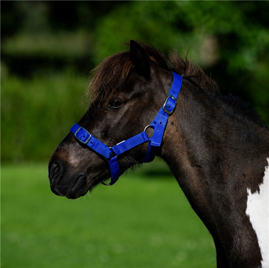 Eureka Nylon Buckle Headstall Royal Blue