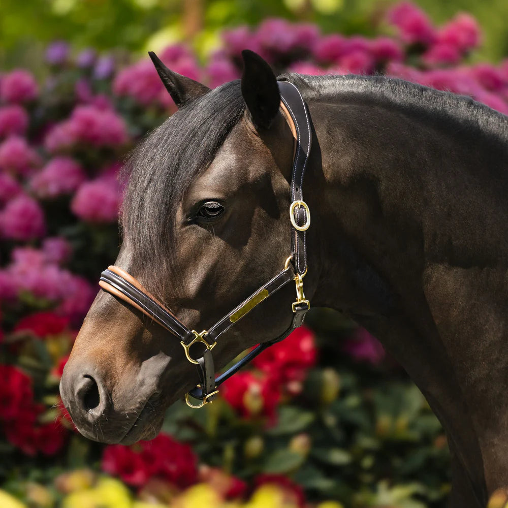 Lumiere Bella Leather Halter