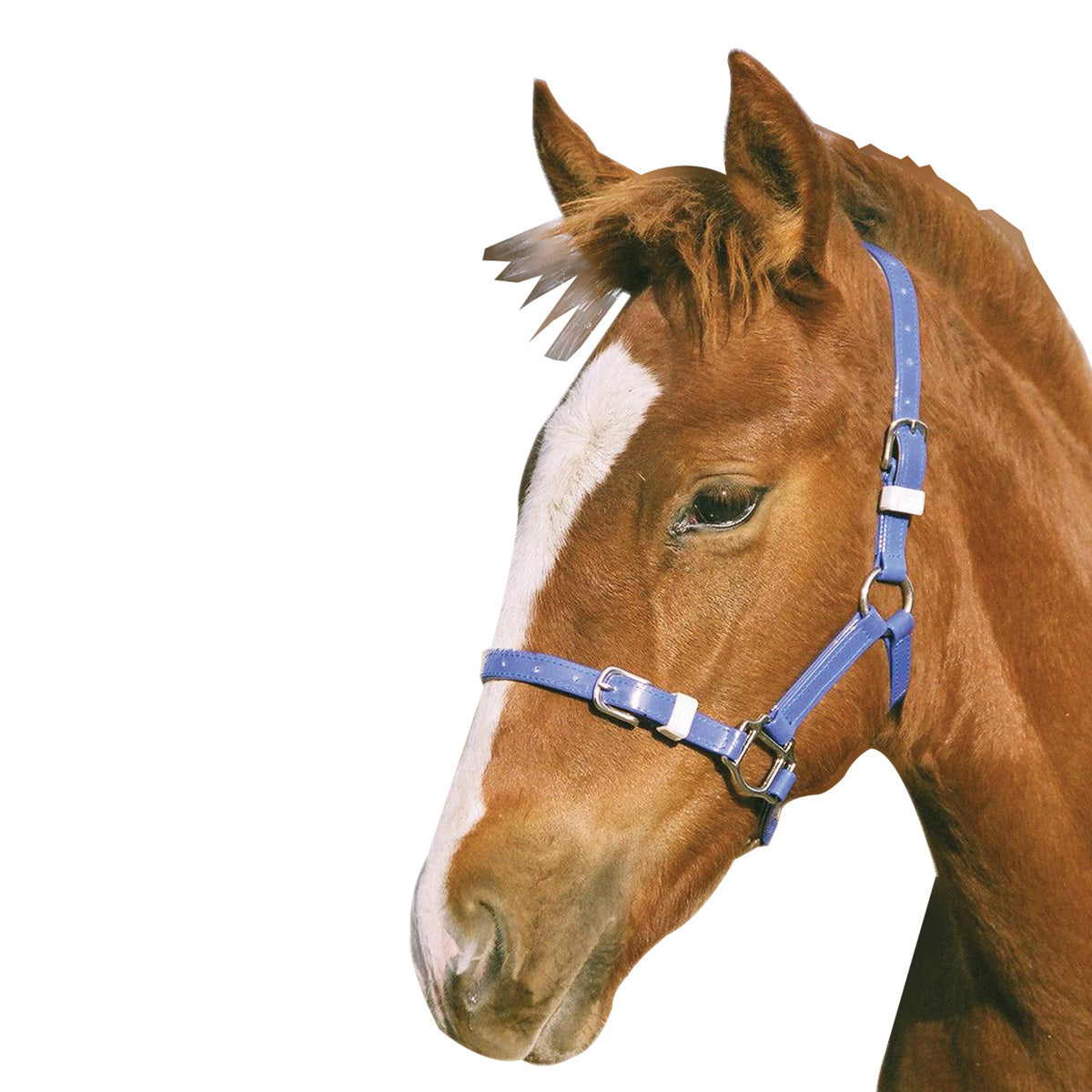 Eureka PVC Foal/Mini Headstall