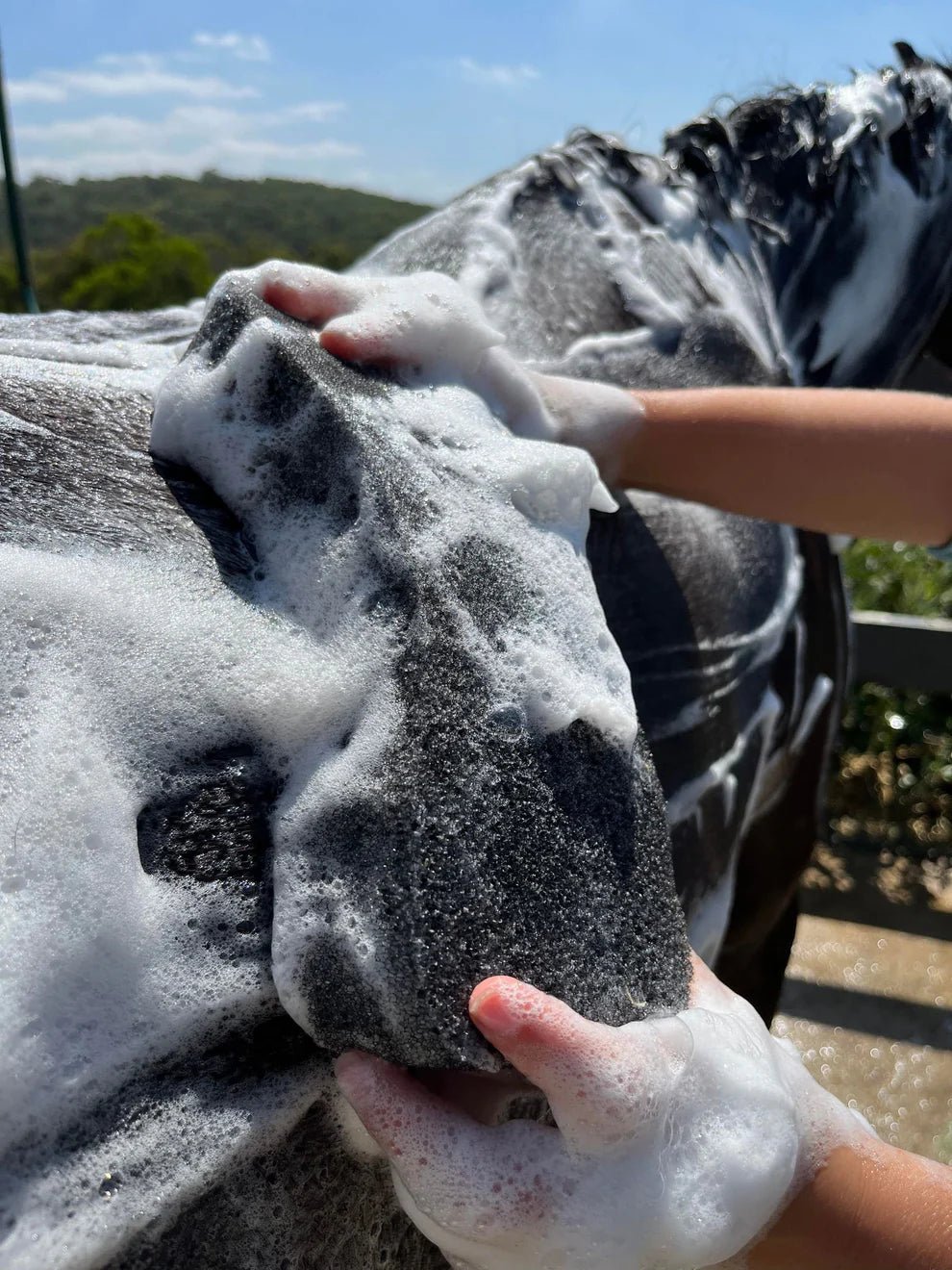 Hairy Pony Compressed Scrubbing Sponge - Aitken's Saddlery