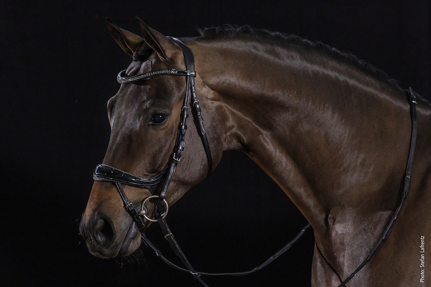 Schockemohle Equitus Beta Glam Black Patent & Silver - Aitken's Saddlery