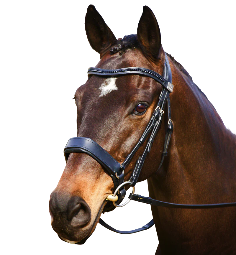 Fairfax Cavesson Bridle Patent Crystal Brow Band
