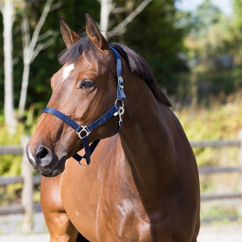 Horze Basic Halter - Aitken's Saddlery