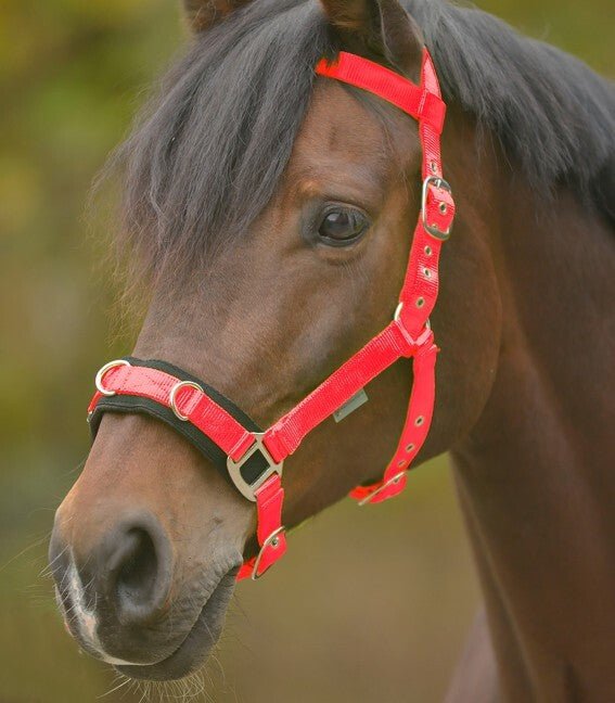 Lunge Cavesson Lightweight - Aitken's Saddlery