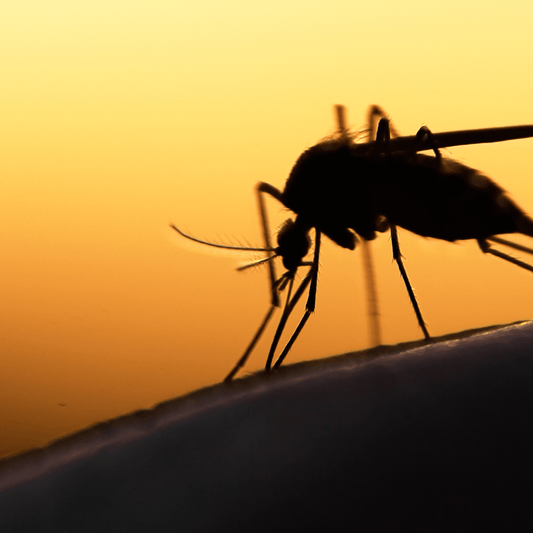 A Comprehensive Guide to Fly and Mosquito Control - Aitken's Saddlery