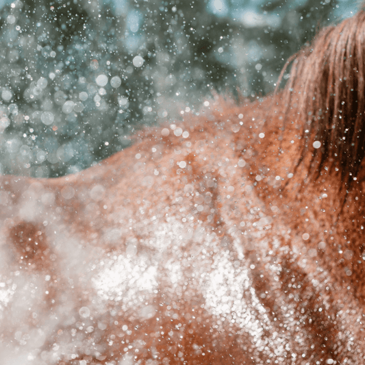 Battling Rain Scald in Horses: A Guide to Treatment and Prevention - Aitken's Saddlery