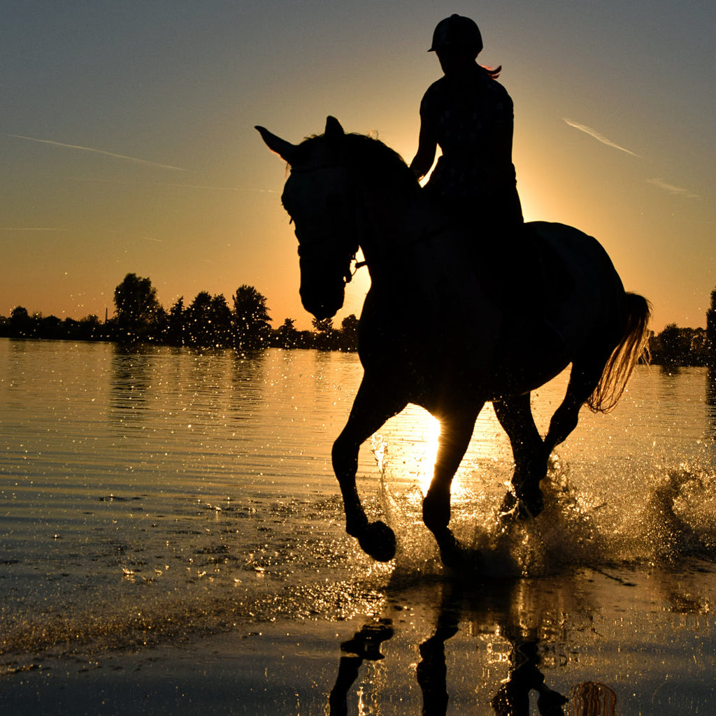 Feeding your horse in hot weather