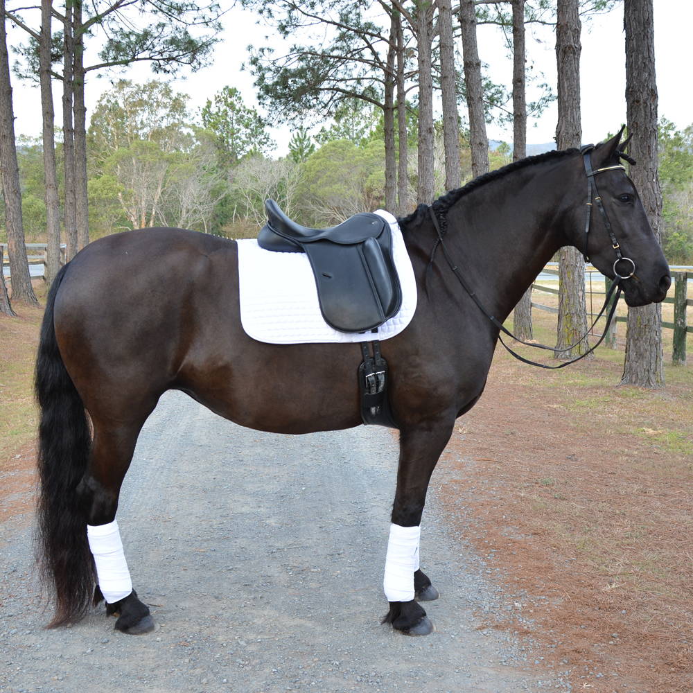 How Saddle fitting relates to the riders position (vlog) - Aitken's Saddlery