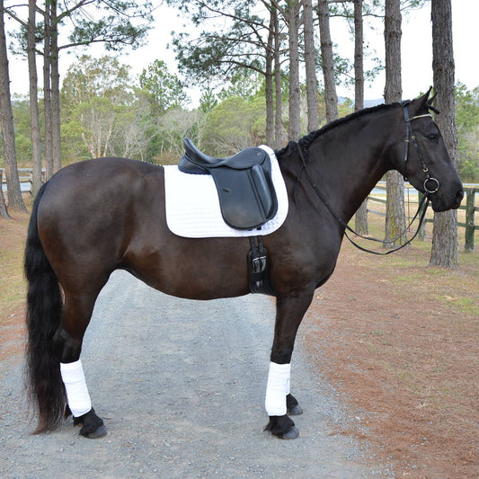 How Saddle fitting relates to the riders position (vlog) - Aitken's Saddlery