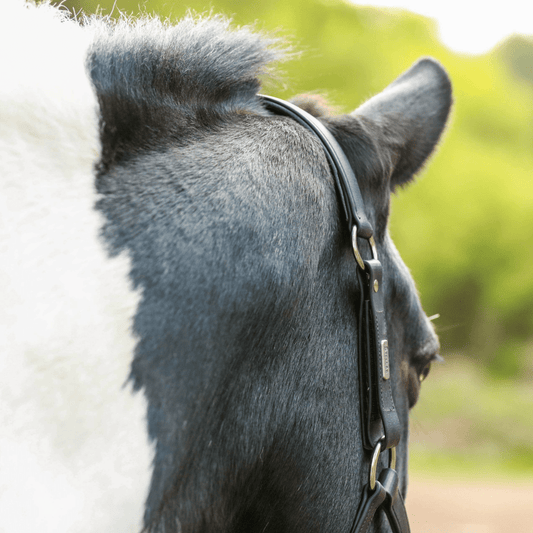 Poll Injuries from Pulling Back - Aitken's Saddlery