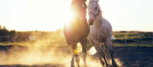 Preparing Your Horse for Warmer Weather: A Grooming Guide - Aitken's Saddlery