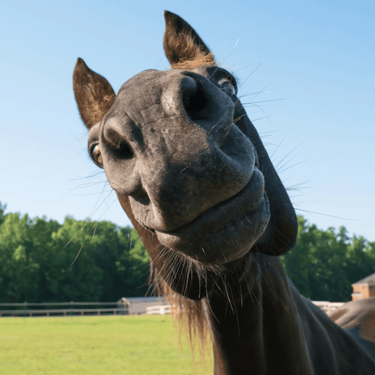 The Joyful Gallop: Why Horse Toys are Beneficial to Your Equine Companion - Aitken's Saddlery