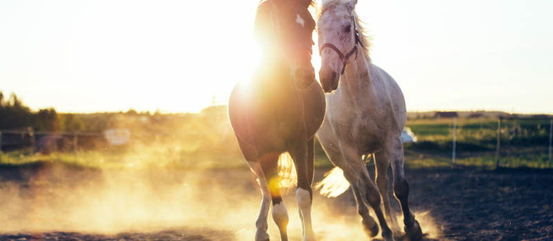 Preparing Your Horse for Warmer Weather: A Grooming Guide