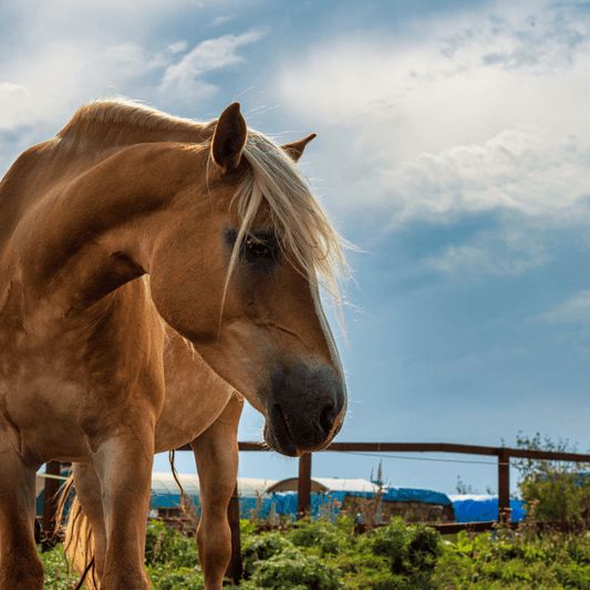 When Should I Get My New Horse Saddle Fitted? - Aitken's Saddlery