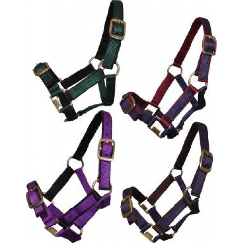 Foal Halter Web Two Tone