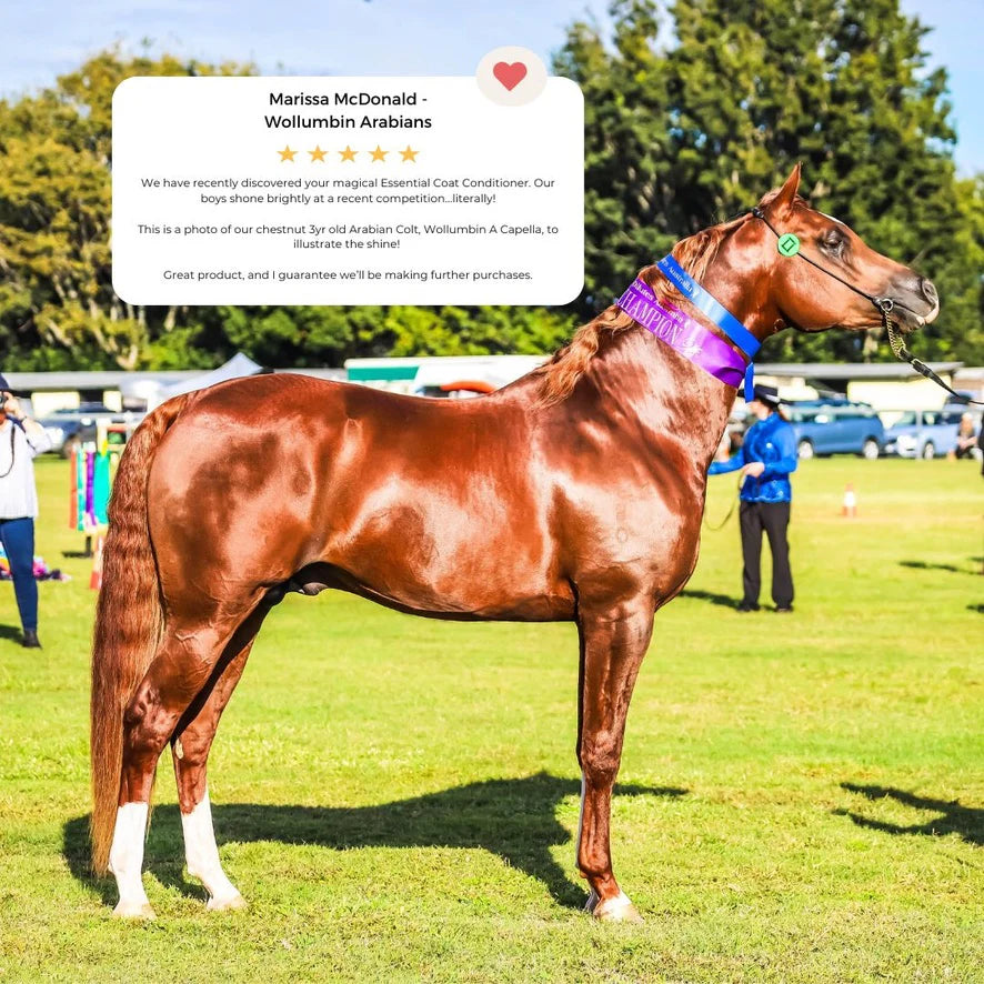 Hairy Pony Essential Oil Coat Conditioner Australian Summer