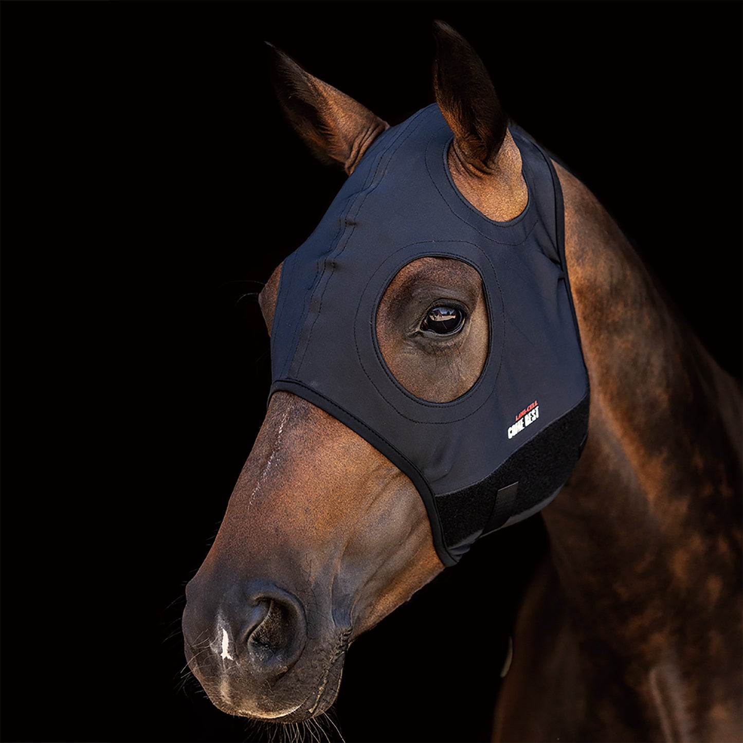 Lami-Cell Come Best Titanium Hood with No Ears