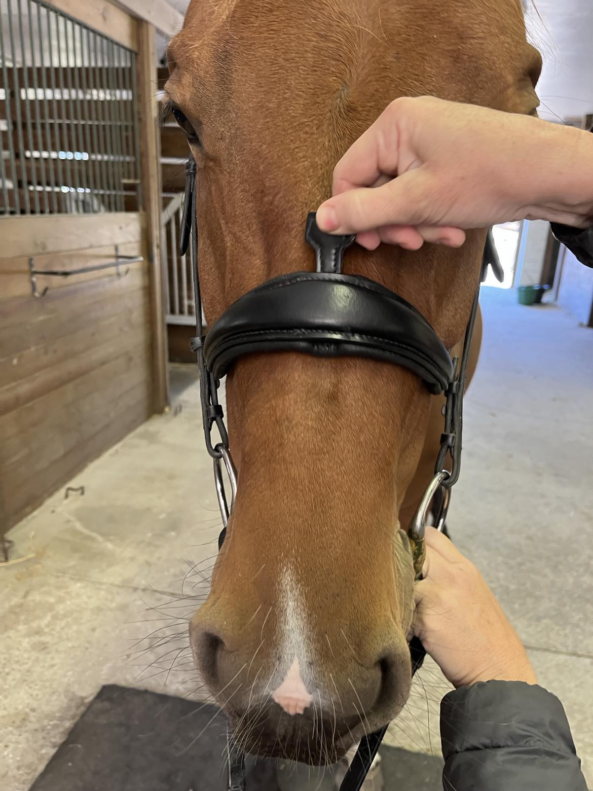 Hidden Flash Pro Fit Bridle Patent Noseband & Crystal Browband  Black