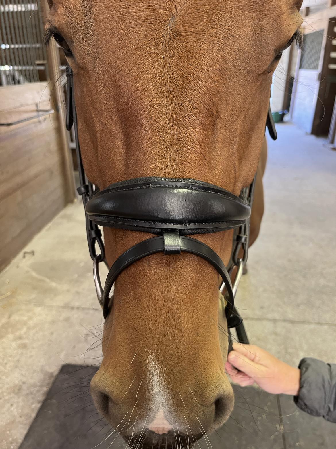 Hidden Flash Pro Fit Bridle Patent Noseband & Crystal Browband  Black