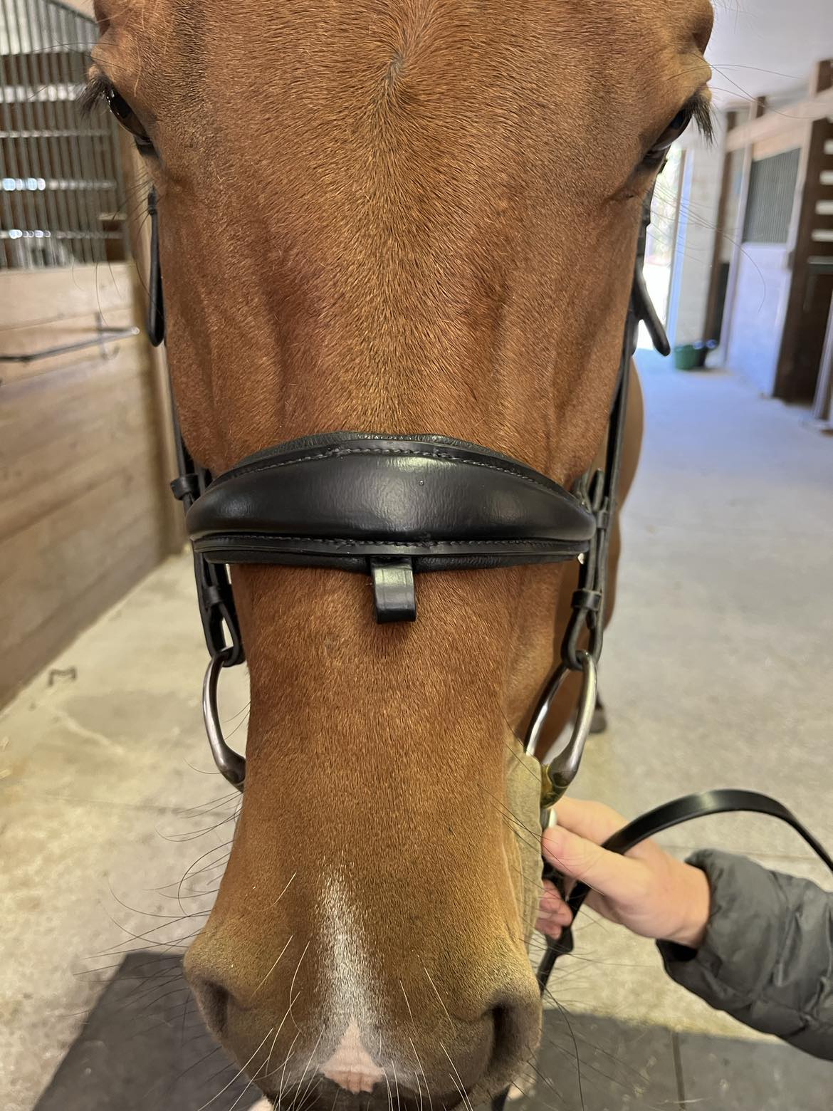 Hidden Flash Pro Fit Bridle Patent Noseband & Crystal Browband  Black