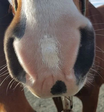 Zinc Putty - Smooth Skin & UV Filter