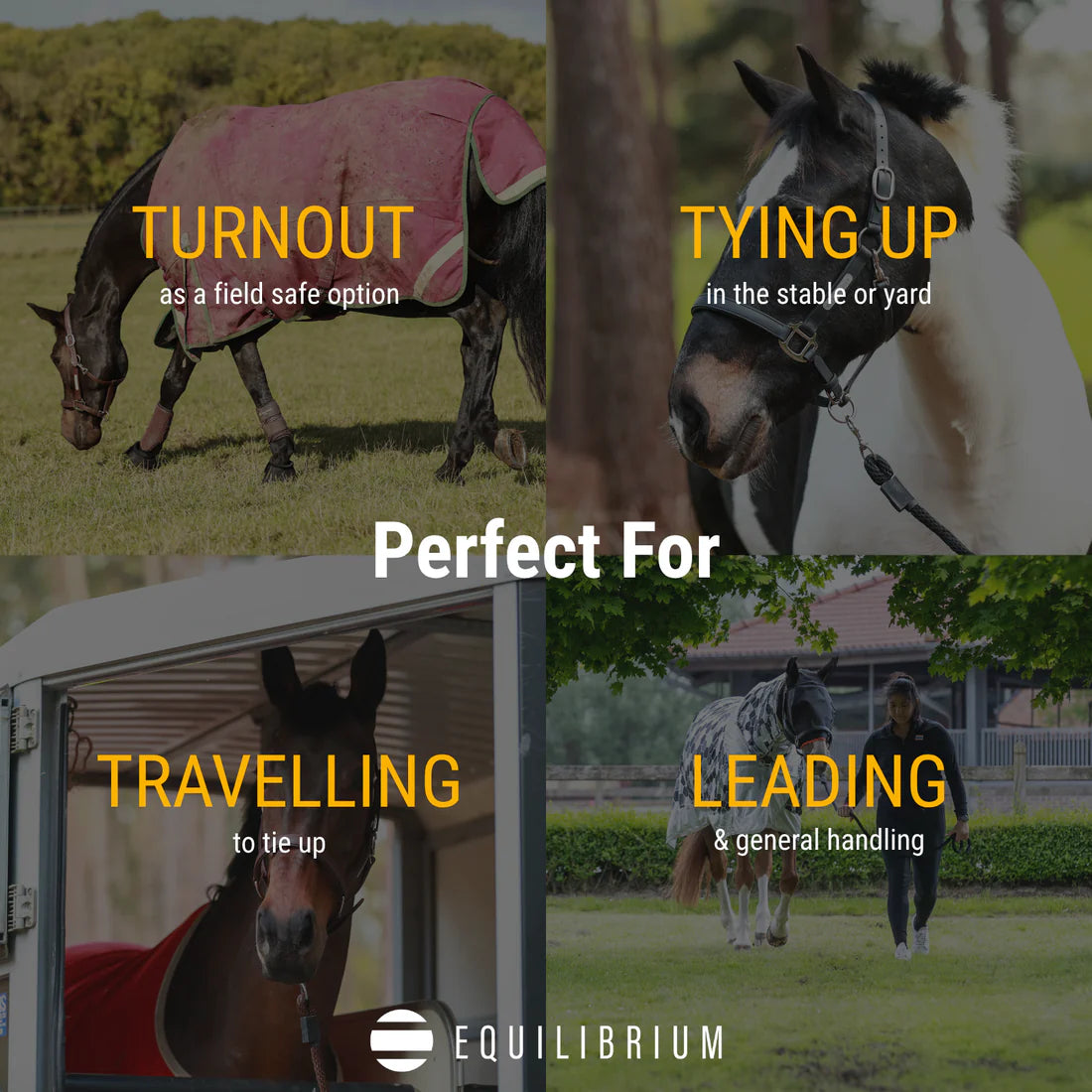 Equilibrium Stellar Headcollar II