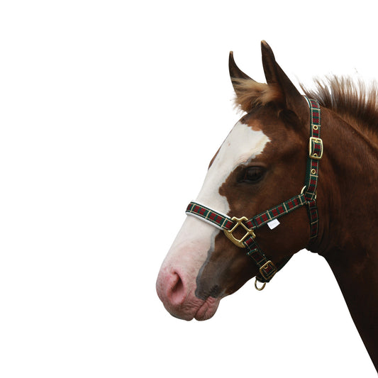 Tartan and Padded Foal Headstall