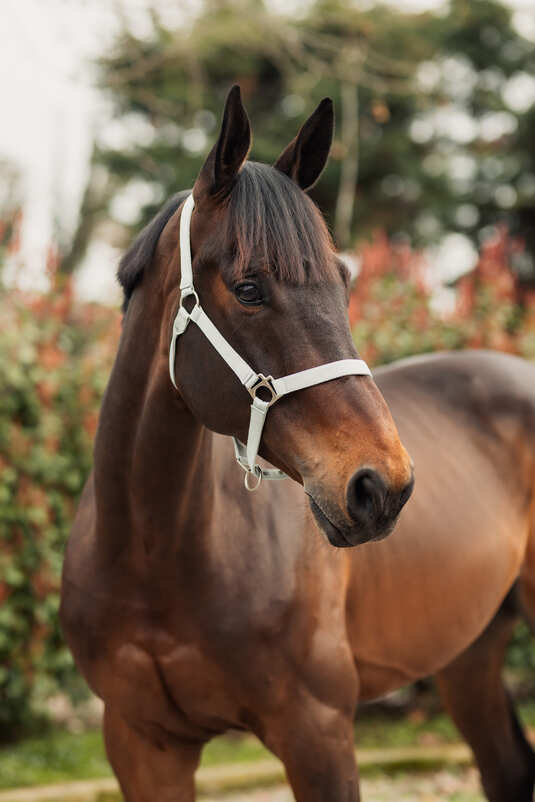 Horze Rose Tonique Halter Northern Droplet