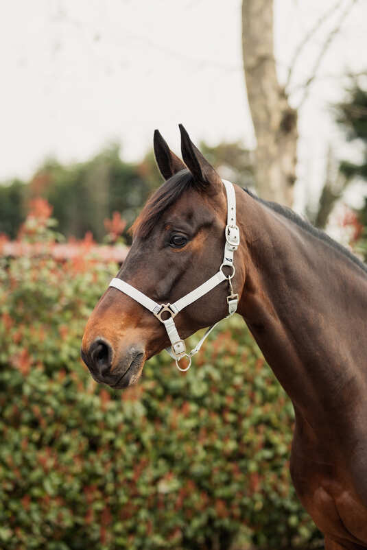 Horze Rose Tonique Halter Northern Droplet