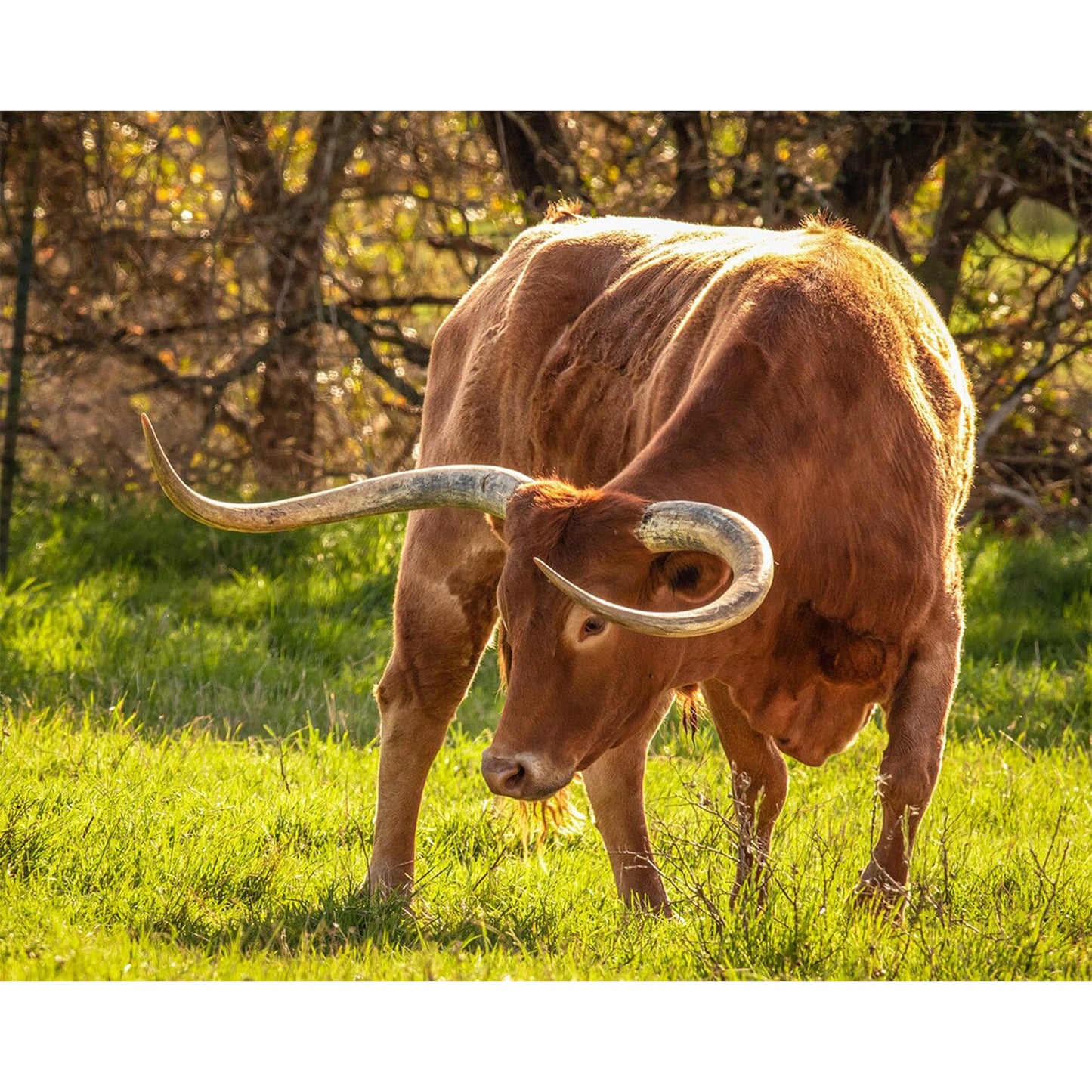 Breyer Traditional Texas Longhorn Bull