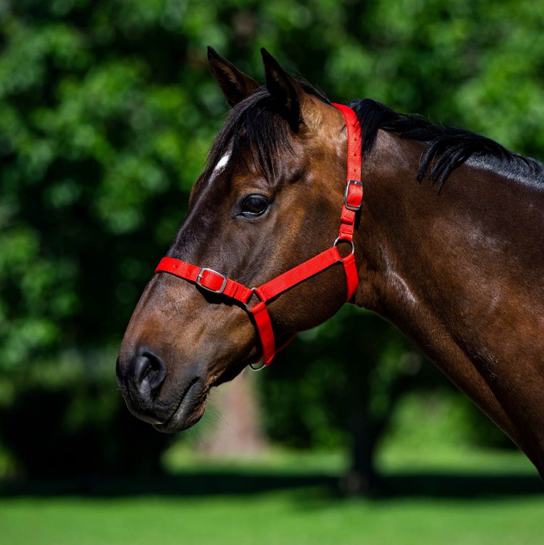 Eureka Nylon Buckle Headstall Red