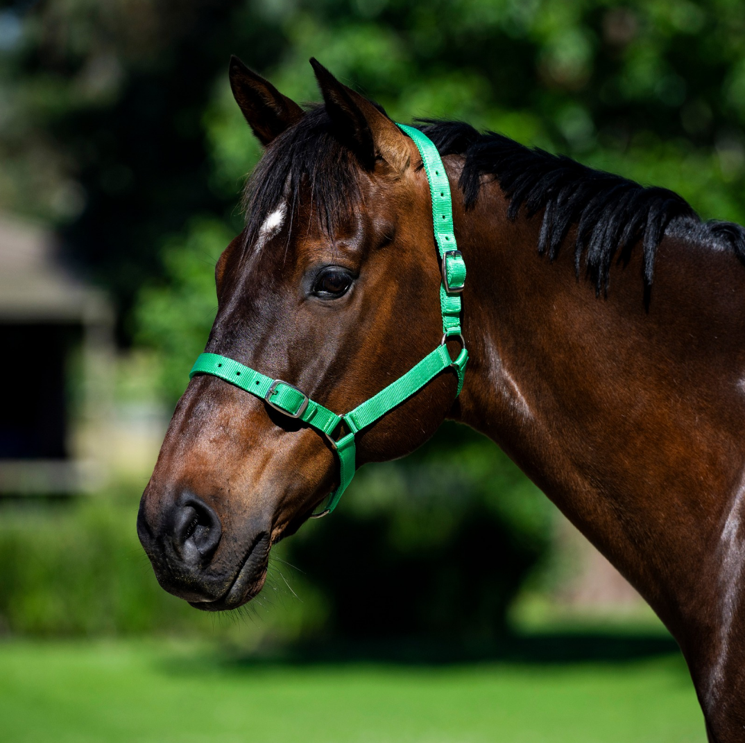 Eureka Nylon Buckle Headstall Green