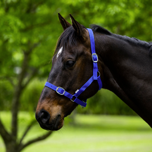 Eureka Essential Halter Royal Blue