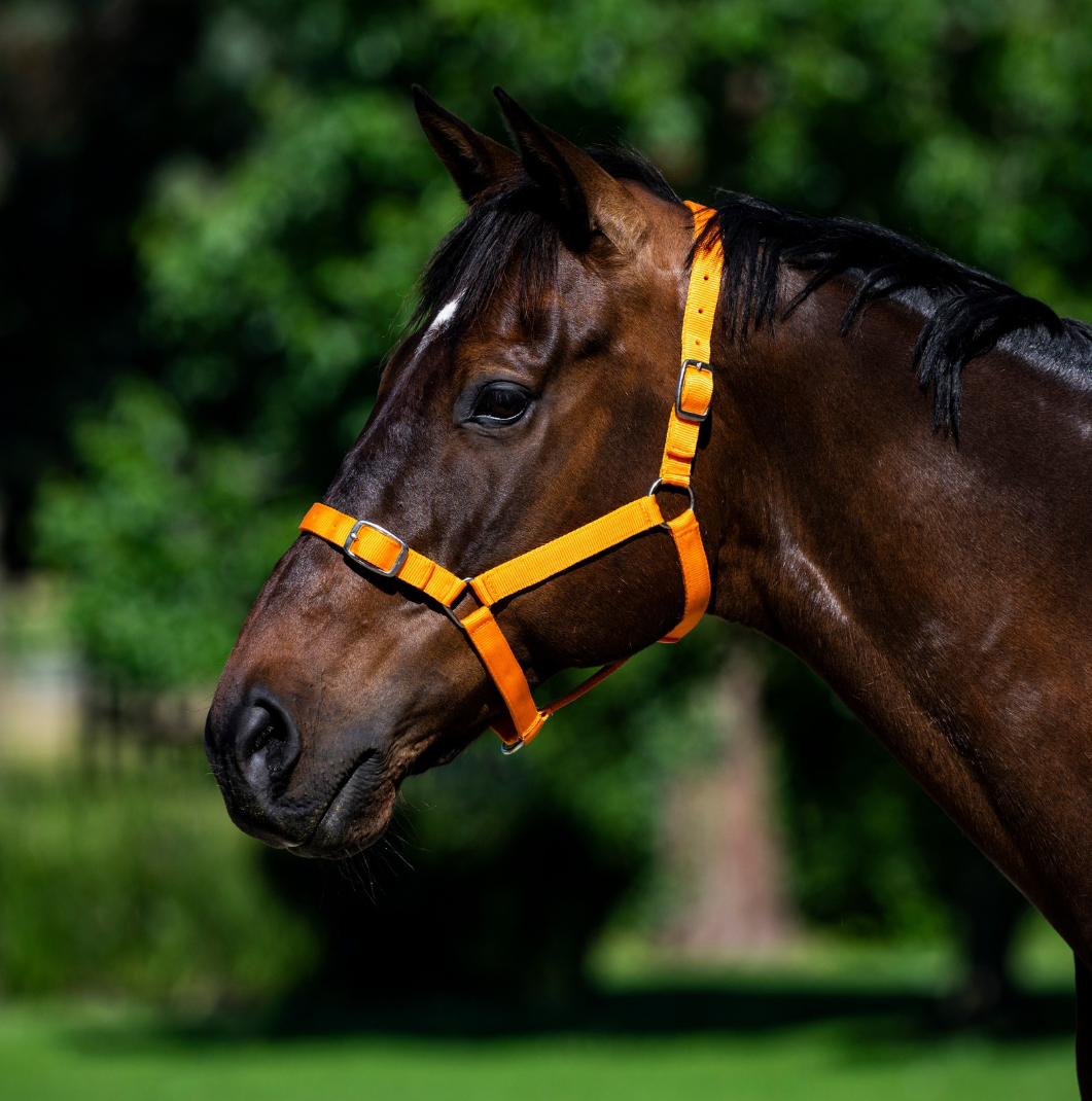 Eureka Nylon Buckle Headstall Orange