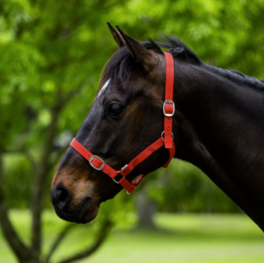 Eureka Essential Halter Red