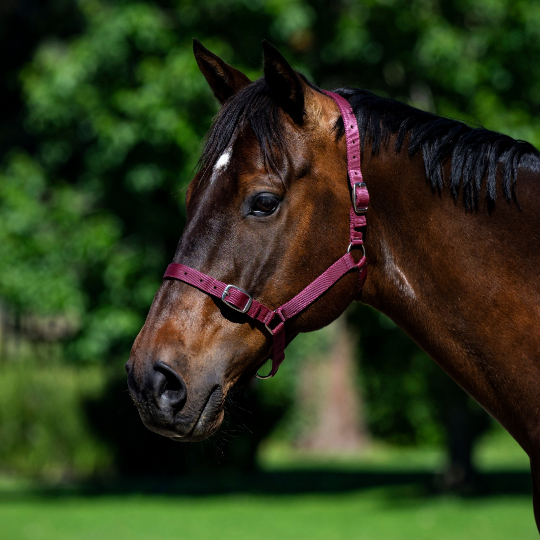 Eureka Nylon Buckle Headstall Rose Burgandy