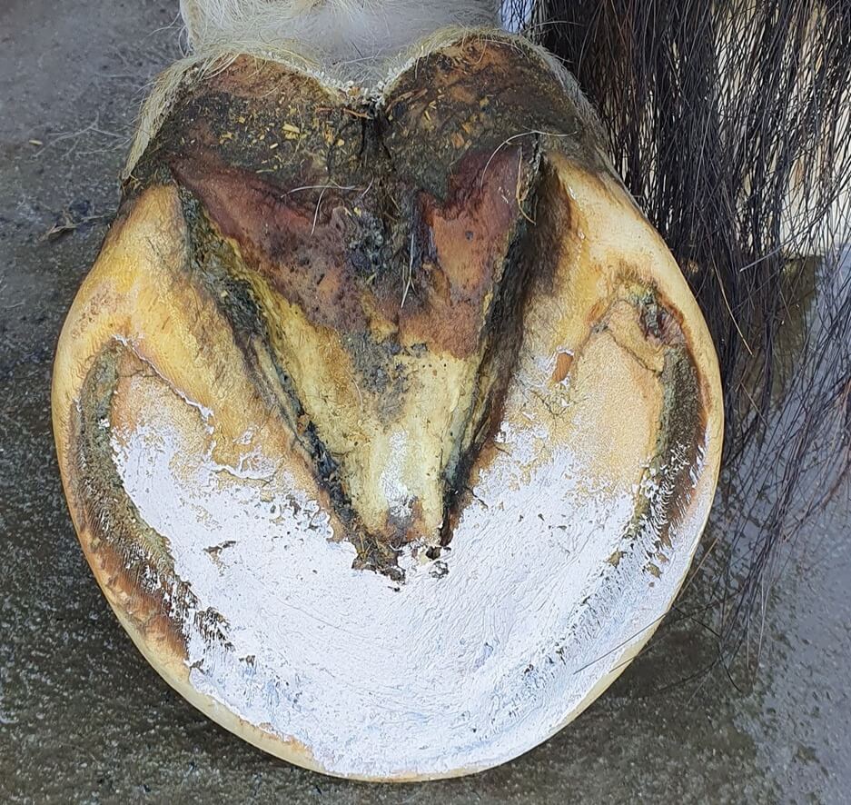 Hoof Pack - Hoof Clay for Thrush