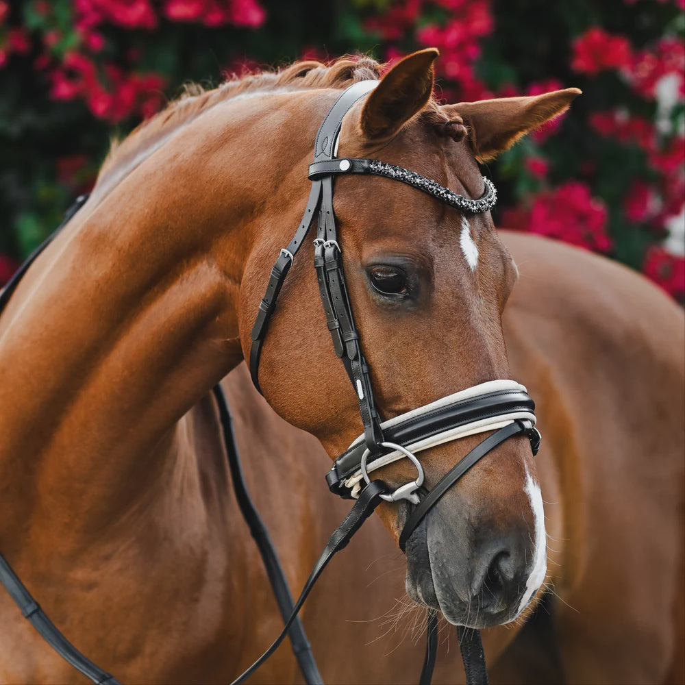 Lumiere Sibella Bridle Hannovrian