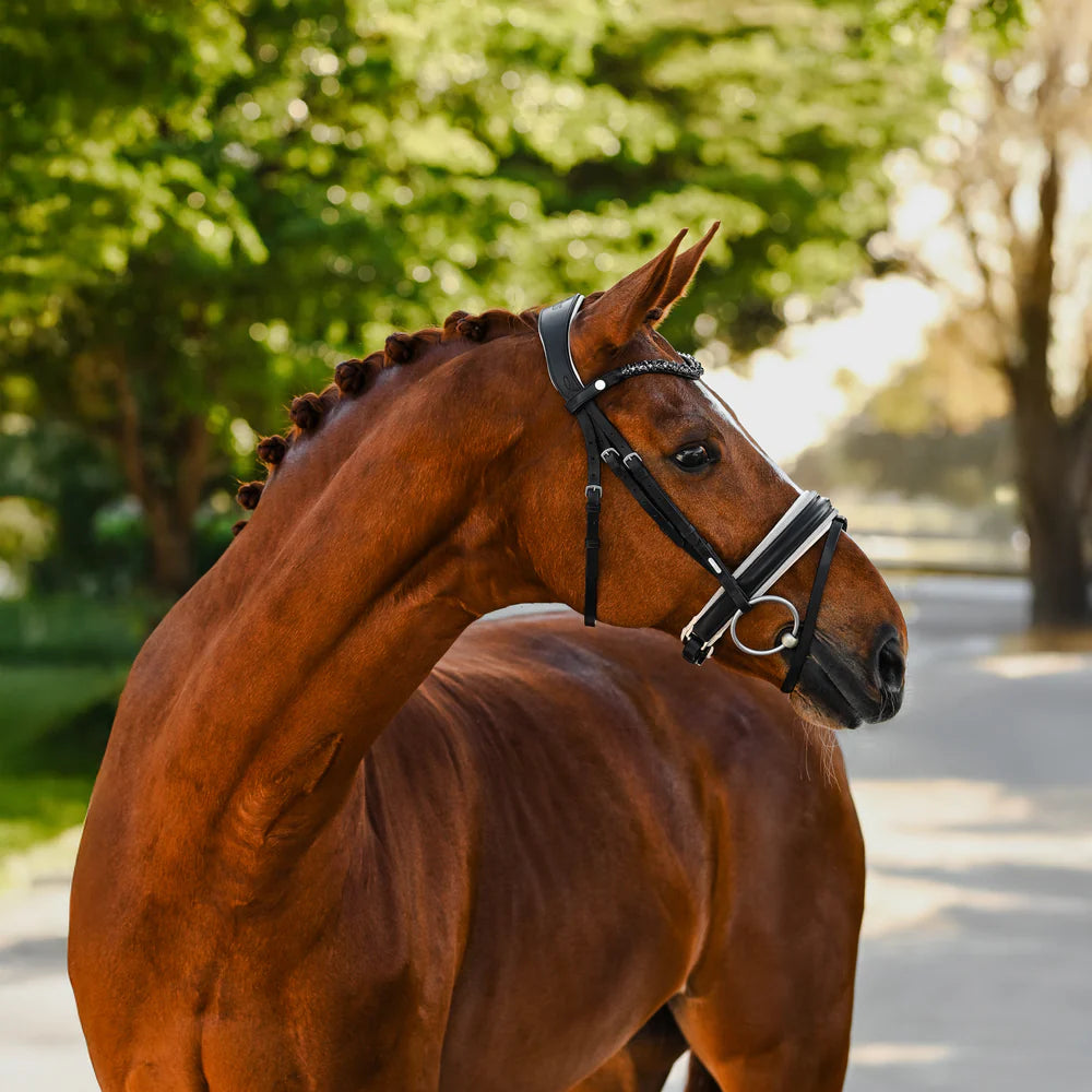 Lumiere Sibella Bridle Hannovrian