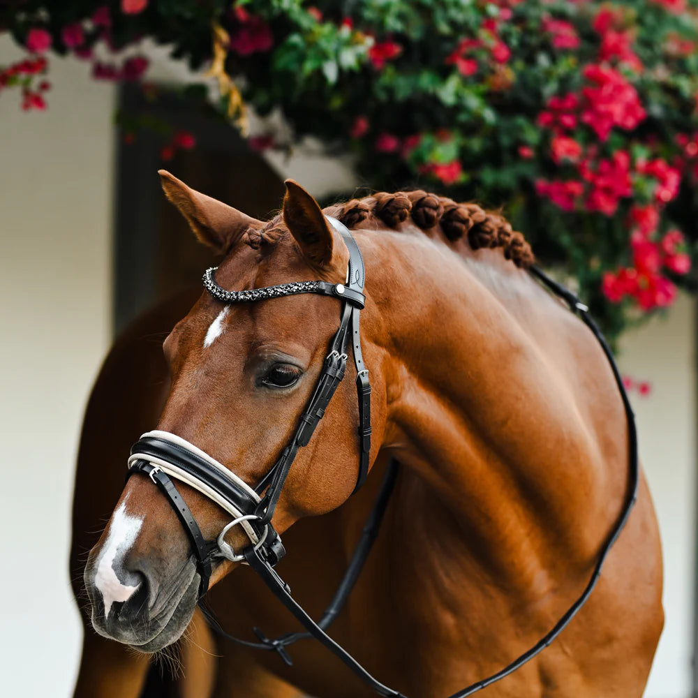 Lumiere Sibella Bridle Hannovrian