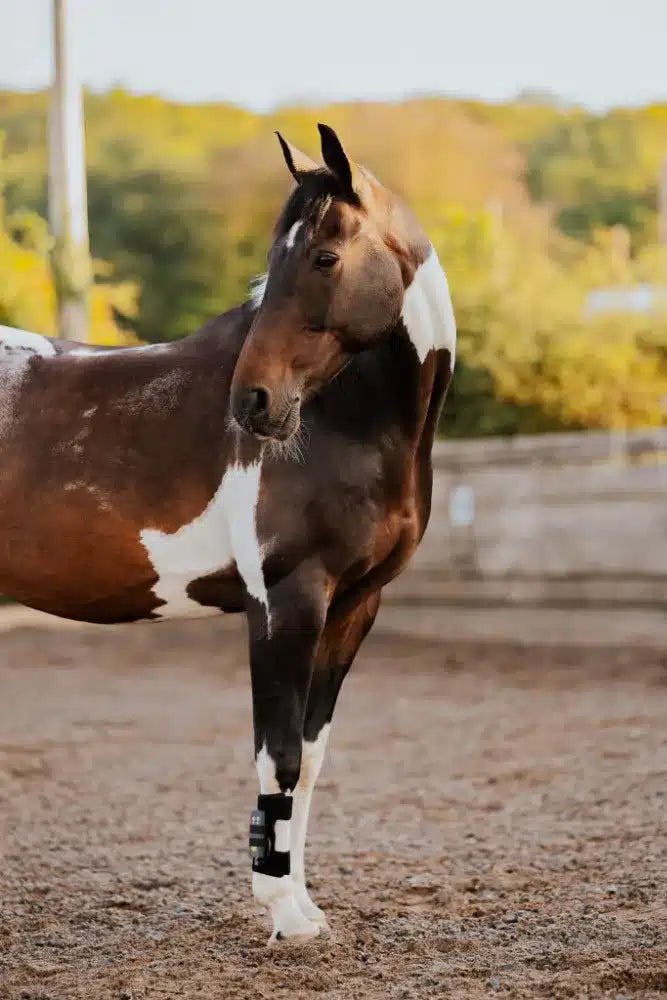 ArcEquine Complete Kit - Aitken's Saddlery