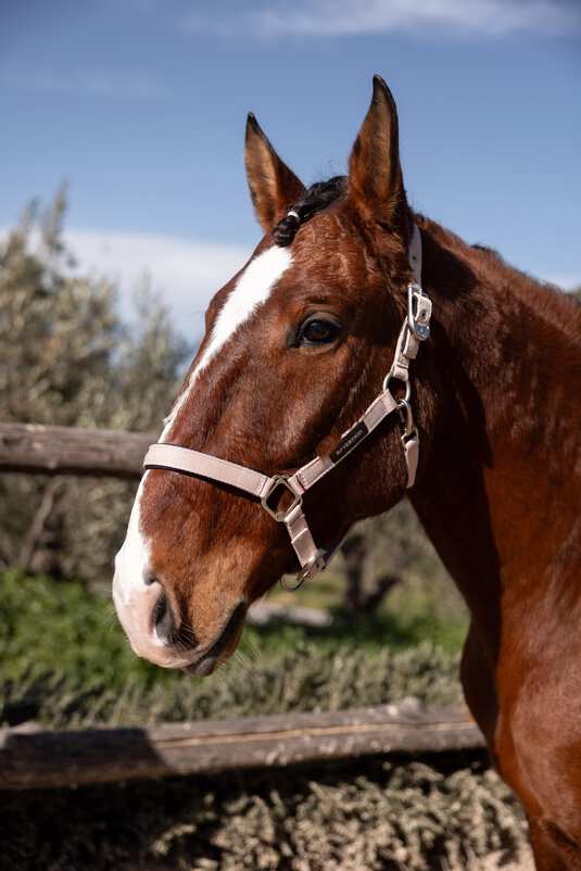 B Vertigo Hardwick Halter - Aitken's Saddlery