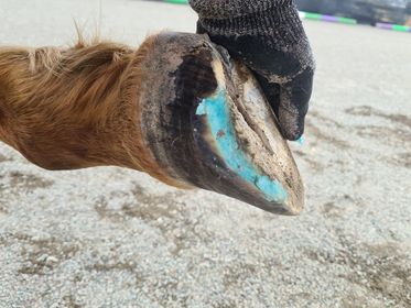 Beeswax Blue Balls for Seedy Toe & White Line Defects - Aitken's Saddlery