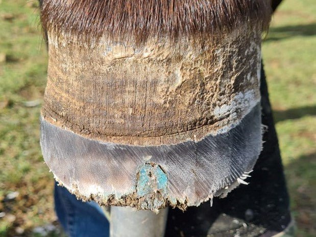 Beeswax Blue Balls for Seedy Toe & White Line Defects - Aitken's Saddlery